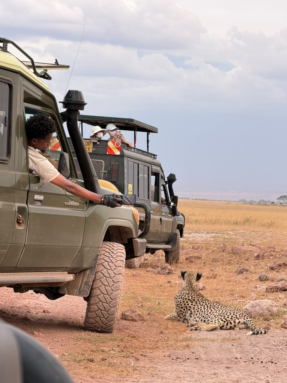 Safari
