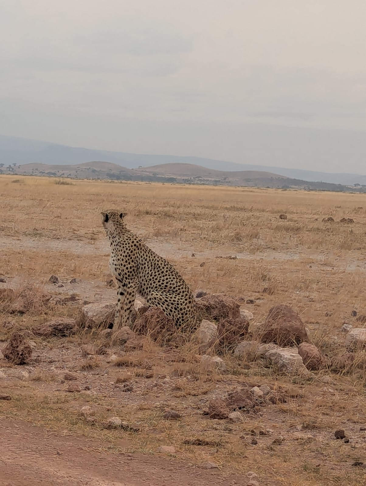 Safari Amboseli