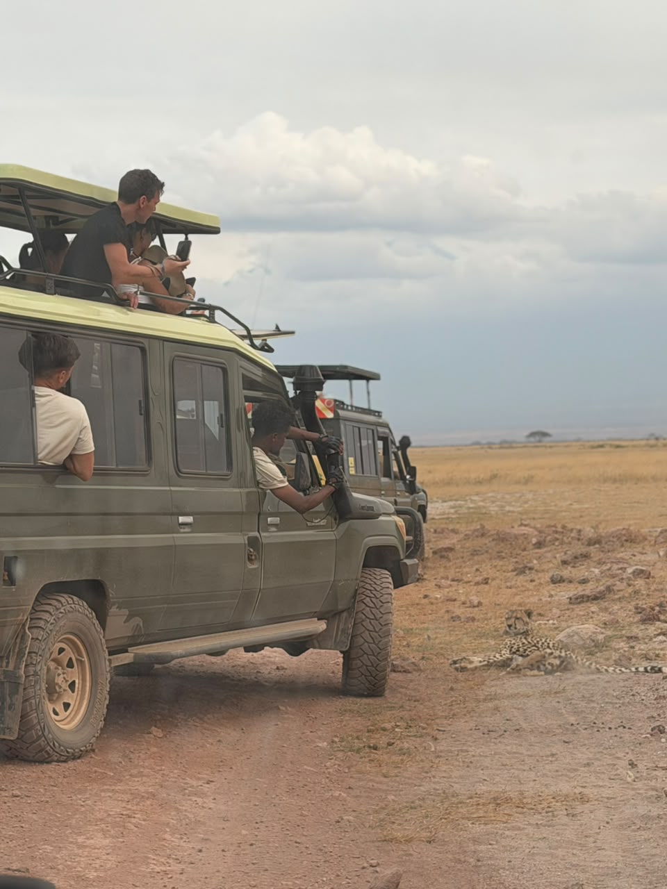 Safari