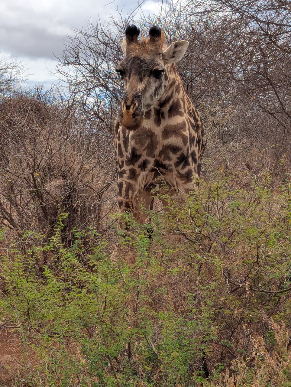 Animali